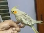 Tame cockatiel. পোষ মানা ককাটেল পাখি