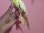 Tame cockatiel single