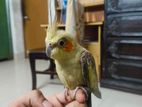 Tame Cocktail For Sell