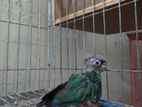 Tame Conure Baby