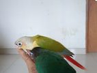 Tame conure bird