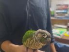 tame conure