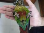 tame conure