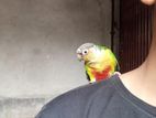 Tame Conure