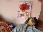 Tame Conure for sell