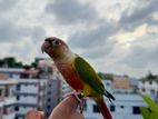 tame conure sell green cheek with harness