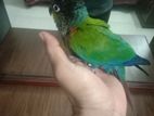Tame Crimson-bellied conure