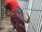 Tame Eclectus Parrot