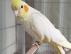 Tame female cocateil