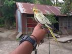 Tame female Cockatel