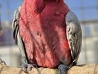 Tame Female Galah Cokatoo