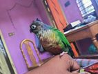 tame green cheek conure