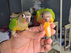 Tame Greencheck Conure (Red factor)