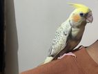 Tame Kora Cockatiel