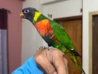 Tame lorikeet