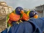 Tame Lorikeet Pair