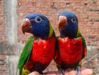 Tame Lorikeet Pair