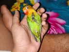 Tame Love Bird Argent Sell