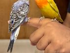 Tame love bird baby