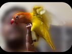 Tame Love Bird Baby