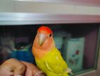 tame love bird