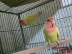 Tame love bird