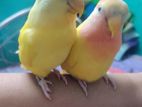 Tame Love Bird