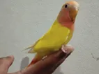 Tame Love Bird