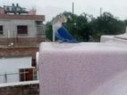 Tame Love Bird