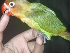 Tame Love Bird For Sell Or Exchange