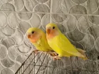 Tame Love Bird (লাভবার্ড) ১ জোড়া