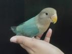 Tame lovebird baby