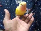 Tame lovebird