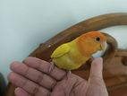 tame lovebird