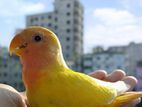 Tame Lovebird for Sale