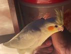 tame lutino cockatiel