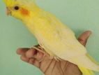 Tame lutino pearl cockatiel baby