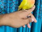 Tame lutino red head opaline baby.