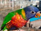 Tame Rainbow Lorikeet