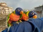 Tame Rainbow Lorikeet