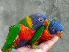 Tame Rainbow Lorikeet