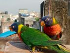 Tame Rainbow Lorrikeet Pair