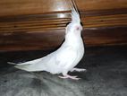 Tame size albino cockatiel bird