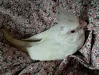 Tame Size Albino Cockatiel