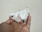 Tame size alvino red eyes baby