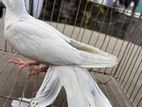 Tame Size Australian Dove