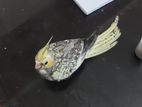 Tame size babay cockatiel
