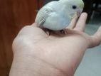 tame size baby Bajigar