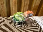 Tame Size Baby Lovebird