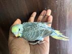 Tame Size Budgerigar